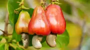 Nigerian Cashew Farmers Warn Against Foreign Policy Interference