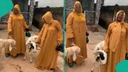 Nigerian Man Gifts Each of His Two Wives a Ram for Eid al-Kabir, Video Goes Viral