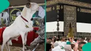 Nigerian Pastor Claims Eid al-Adha Belongs to Christians in Viral Video