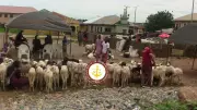 Oyo Intensifies Enforcement Against Illegal Livestock Trading and Open Grazing