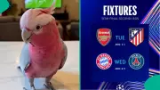 Parrot Predicts Winners in UCL Semi-Final Second Leg Matches