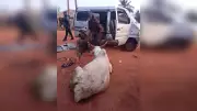 Police Arrest Cattle Rustlers, Recover Stolen Cow in Ogun