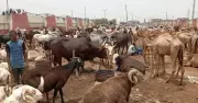 Ram prices hit ₦700,000 in Kano as buyers stay away ahead of Eid-el-Kabir