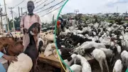Ram Sellers in Kwara Consider Credit Sales as Prices Hit N800k for Eid-el-Kabir