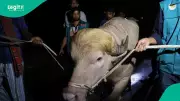 Rare Albino Buffalo in Bangladesh Spared from Eid Sacrifice After Government Intervention