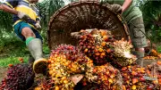 Reftop Agrofield Urges Nigerians to Invest in Oil Palm for Wealth, Economic Growth
