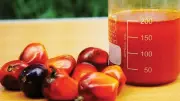 Rising Price of Adulterated Palm Oil Triggers Investigation in Lagos