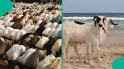 UAE Sets Official Qurbani Prices for Eid Al Adha 2026 Ahead of Celebrations