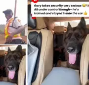 VIO Officials Flee After Spotting Massive Dogs in Commuter's Vehicle