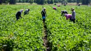 Weak Policies, Inconsistent Enforcement Deter Investors in Livestock Sector