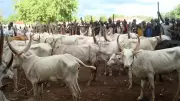Weak Policies, Inconsistent Enforcement Discourage Investors in Livestock Sector