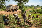 What Crops Does Nigeria Grow? A Comprehensive Guide to Nigerian Agriculture