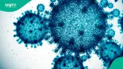 WHO Confirms 8 Hantavirus Cases, 3 Deaths in Outbreak