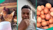 Young Nigerian Man Shows Massive Egg Yield from Noiler Chicken Farm