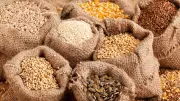Zimbabwe Hosts Summit to Strengthen Agricultural Seed Systems