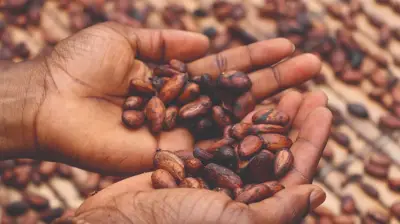 Cocoa Alliance Demands $6,000 Price Floor and Continental Bloc