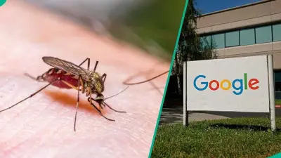 Google Seeks EPA Approval to Release 32 Million Sterile Mosquitoes in US