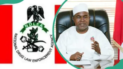 NDLEA Salary Structure 2026: Ranks, Pay, and Qualifications