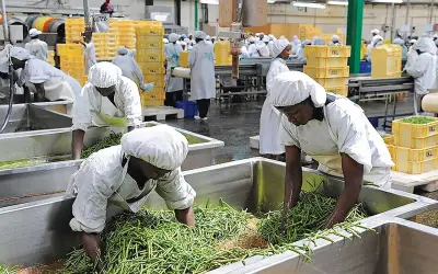 Sujimoto Group Partners with Cotco Food Machinery to Boost Nigeria's Food Security