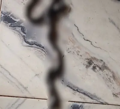Woman Kills Snake Coiled Around Door Handle, Thanks God for Saving Her