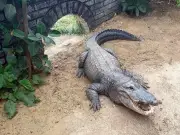 3-Year-Old Boy Thrown into Crocodile Pit at UK Zoo, Fighting for Life