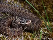 ABU Researchers Provide Essential Snakebite Prevention and Treatment Tips