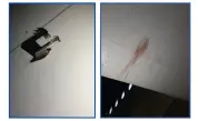 Air Peace Aircraft Grounded After Bird Strike in Kano