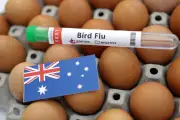 Australia detects first H5 bird flu case, ending continent's virus-free status