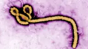 Cross River activates emergency measures to prevent Ebola outbreak