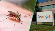 Google Seeks EPA Approval to Release 32 Million Sterile Mosquitoes in US