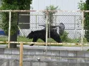 Japanese City Shuts 94 Schools as Bear Roams Streets for Days