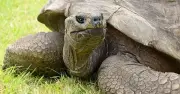 Meet Jonathan: The 194-Year-Old Tortoise, Oldest Living Land Animal
