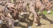 NESREA Uncovers Two Donkey Slaughterhouses in Adamawa