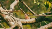 Nigeria Nature Photography Awards Launch to Celebrate Biodiversity