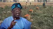 Nigeria secures 449,000 metric tonnes of fertiliser inputs: Tinubu