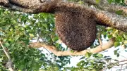 Pesticides Depopulate Bees, Threaten Food Security in Nigeria