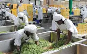 Sujimoto Group Partners with Cotco Food Machinery to Boost Nigeria's Food Security