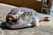Toxic Fish With Human-Like Teeth Invade Greek Waters Tourist Season