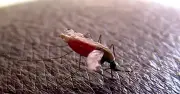 Why Mosquitoes Bite Some People More: Scientists Finally Have Answers