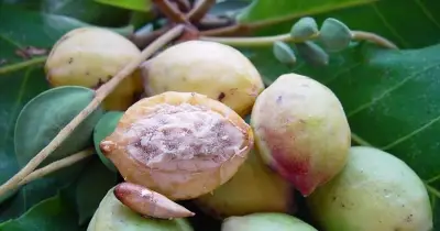 12 Indigenous Nigerian Fruits Slowly Disappearing Due to Deforestation and Urbanisation
