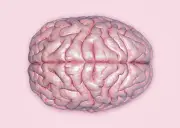 45% of Dementia Cases Could Be Prevented, Says WHO Report