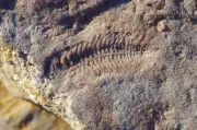 550-Million-Year-Old Fossil Reveals Earth's First Right-Handed Creature