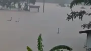 800 Snakes Escape Flooded Farm in China, Venomous Cobras Included