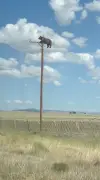 Bear Climbs Utility Pole and Walks Power Lines in Viral Video, Dies
