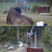 Bison attacks tourist, throws him 8 feet into air at Yellowstone