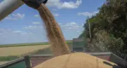BOA, FG Launch Scheme to Boost Grain Output to 25 Million Tonnes