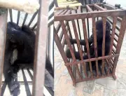 Customs Rescue Baby Gorilla, Arrest Suspected Wildlife Trafficker in Kano