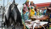 Dangote: Nigeria Spends $1bn Annually on Fish Imports Despite Vast Water Resources