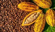 FG clarifies no ban on raw cocoa export, promotes value addition