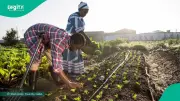 FG targets 2 million farmers with fertiliser support, guarantee minimum price